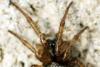 Enoplognatha diversa